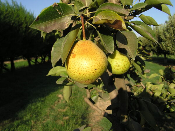 Orient Pear Tree - Image 3