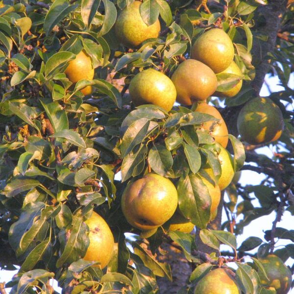 Orient Pear Tree - Image 4