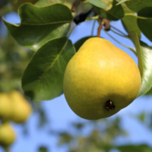 Orient Pear Tree
