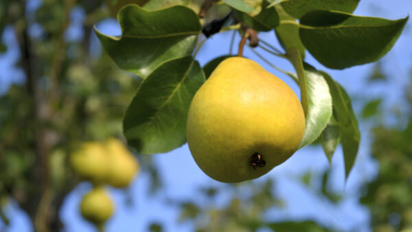 Orient Pear Tree