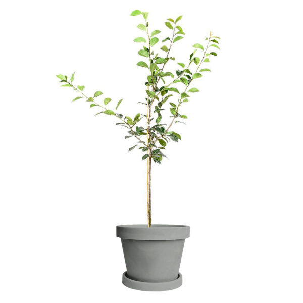 Orient Pear Tree - Image 5