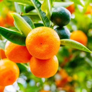 Owari Satsuma Tree