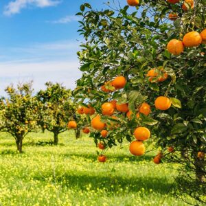 Page Mandarin Tree