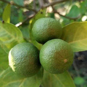 Persian (Bearss) Lime Tree