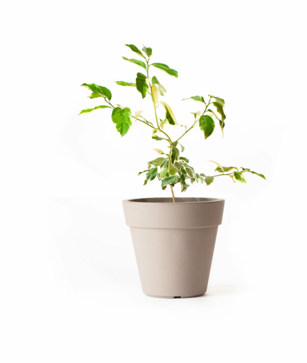 Pink Variegated Lemon Tree - Image 6