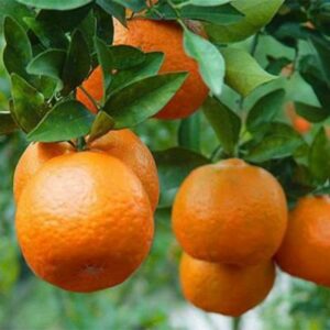 Ponkan Mandarin Tree