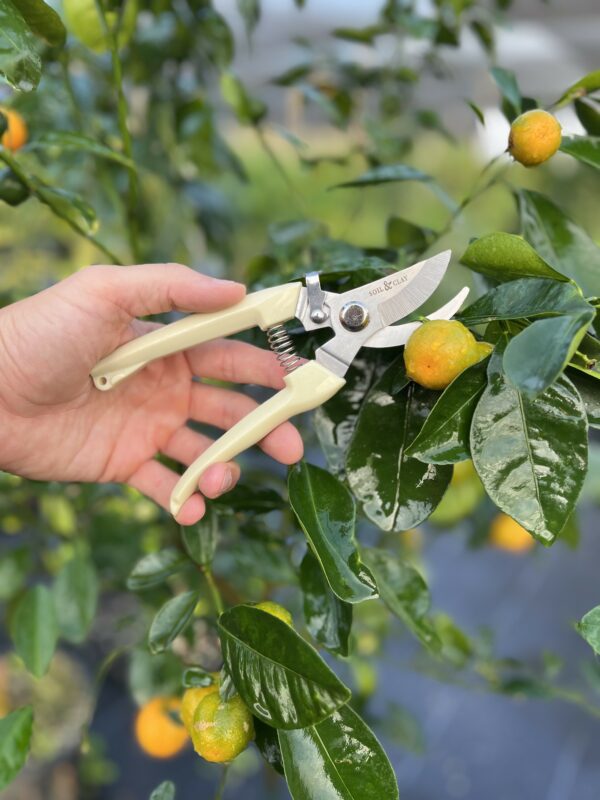 Pruning Shears