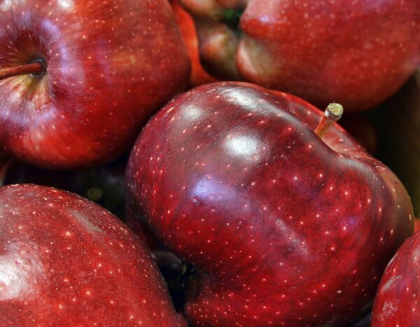 Dwarf Red Delicious Apple Tree - Image 4