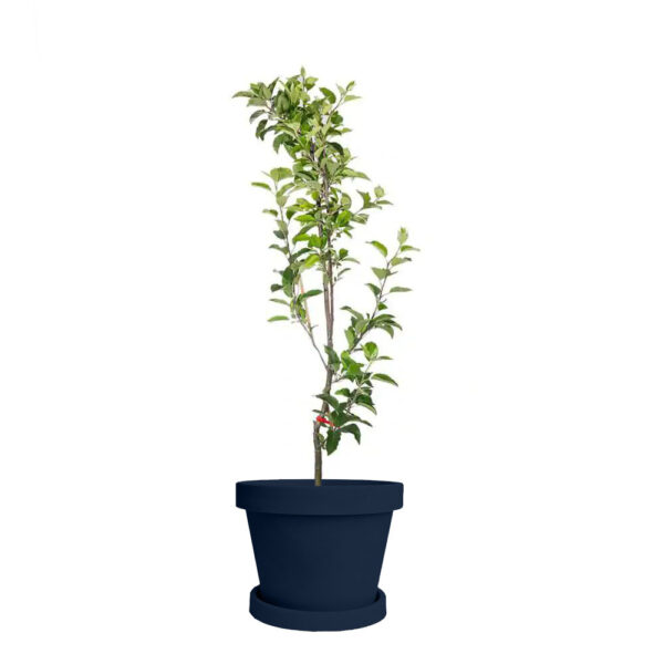 Dwarf Red Delicious Apple Tree - Image 5
