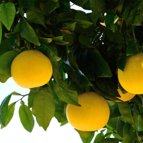 Rio Red Grapefruit Tree - Image 4