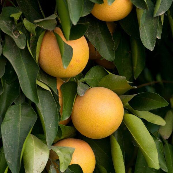 Ruby Red Grapefruit Tree - Image 5