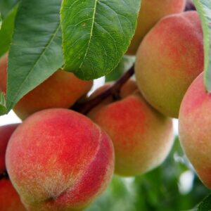Sam Houston Peach Tree