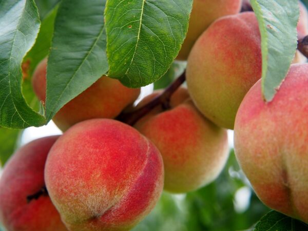 Sam Houston Peach Tree