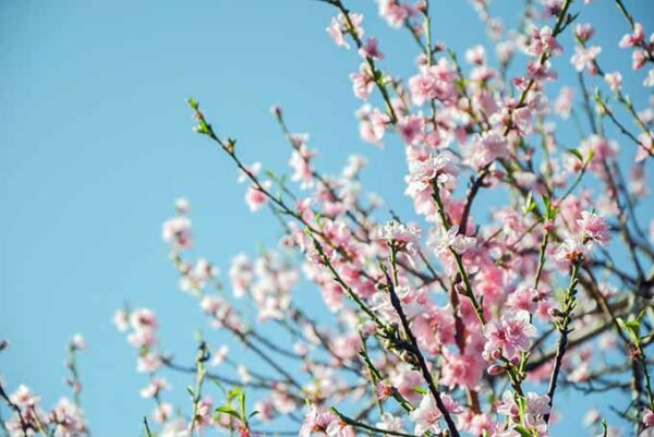 Sam Houston Peach Tree - Image 3