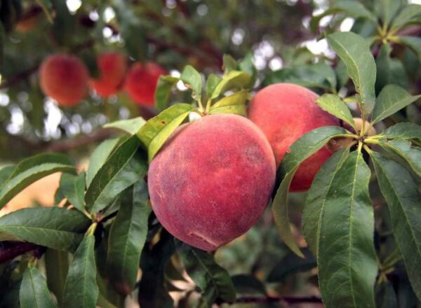 Sam Houston Peach Tree - Image 4