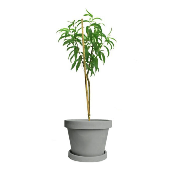 Sam Houston Peach Tree - Image 5
