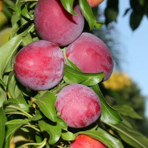 Santa Rosa Plum Tree