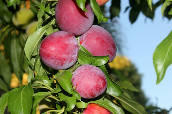 Santa Rosa Plum Tree