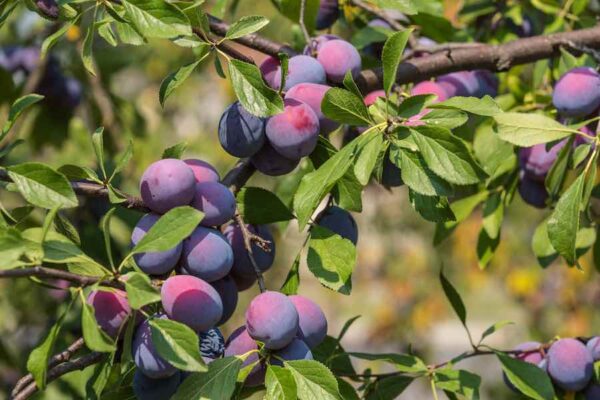 Santa Rosa Plum Tree - Image 3
