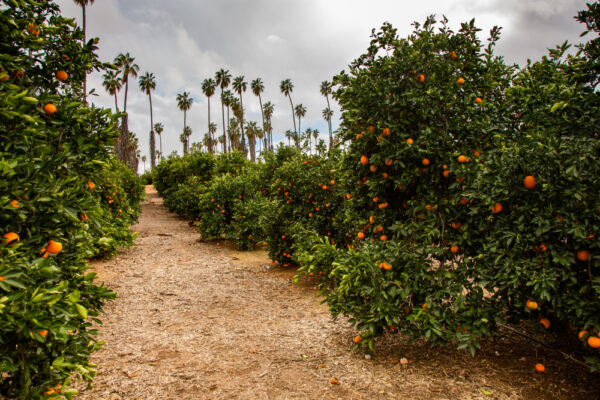 Summerfield Navel Orange Tree - Image 4