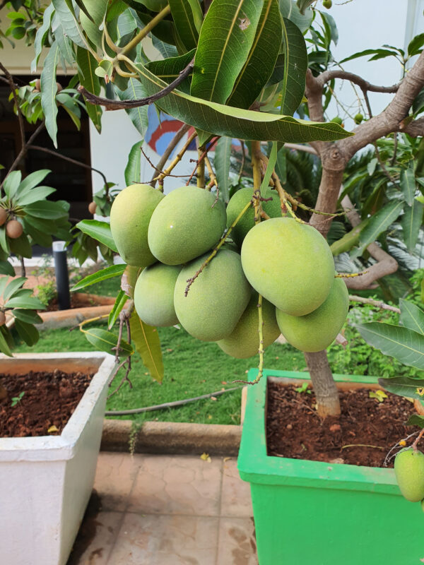 Fairchild Mango Tree