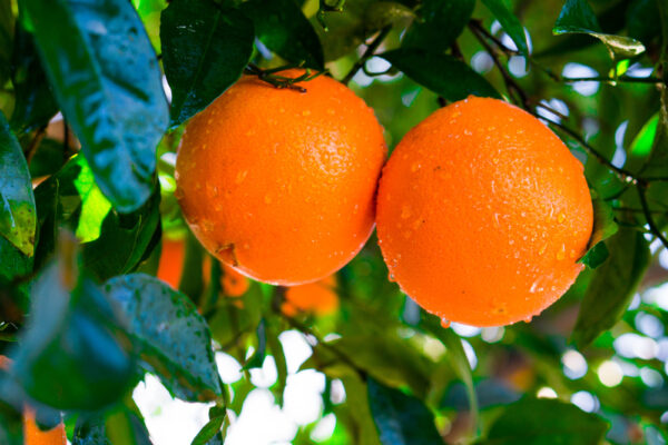 Summerfield Navel Orange Tree - Image 3