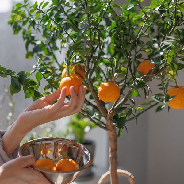 sunburst tangerine tree on sale on yarden