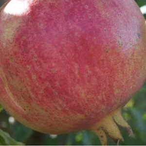 Surh-Anor Pomegranate Tree