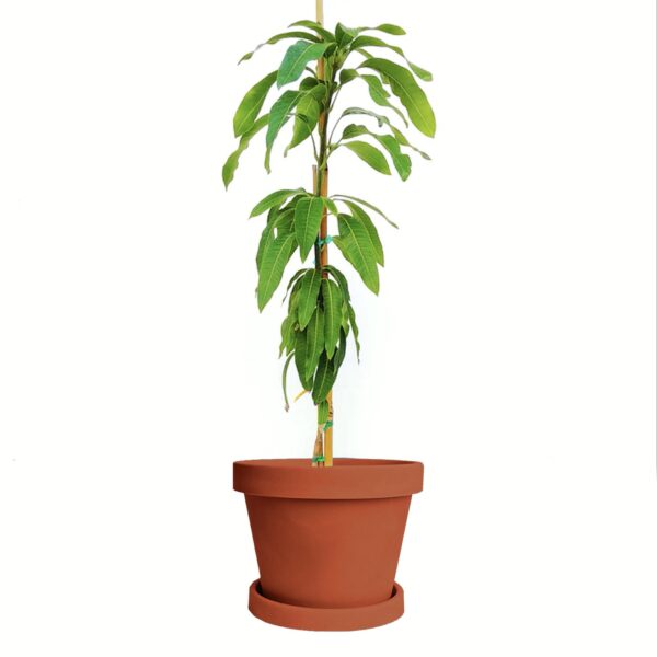 Fairchild Mango Tree - Image 3