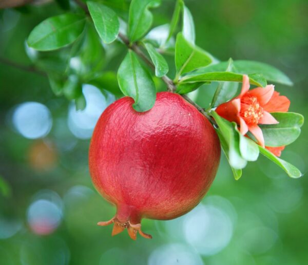 Wonderful Pomegranate Tree