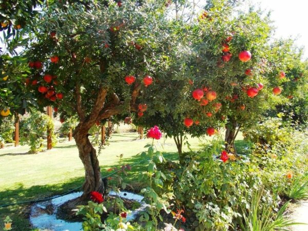 Wonderful Pomegranate Tree - Image 4