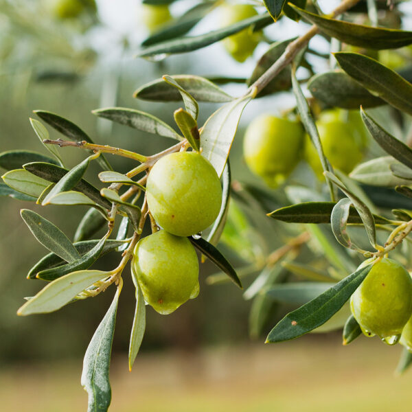 Arbequina Olive Tree - Image 4