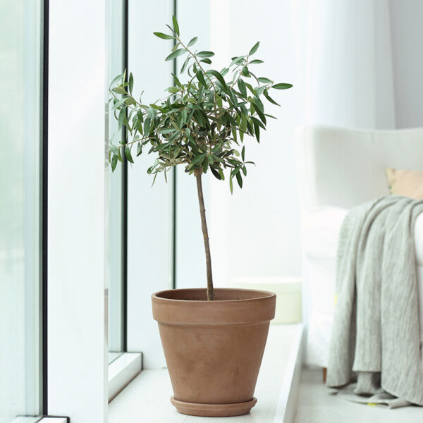 Arbequina Olive Tree - Image 3