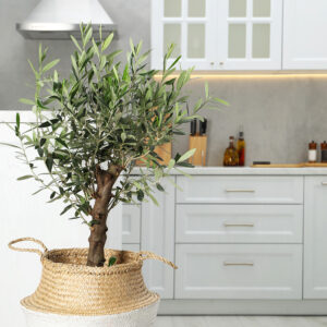 Arbequina Olive Tree