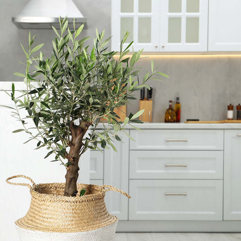 YD24-OliveTree1000