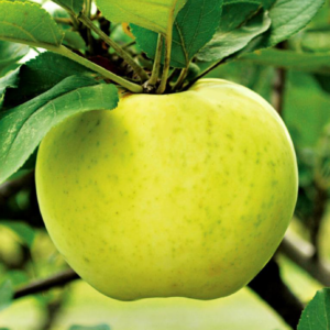 Ein Shemer Apple Tree