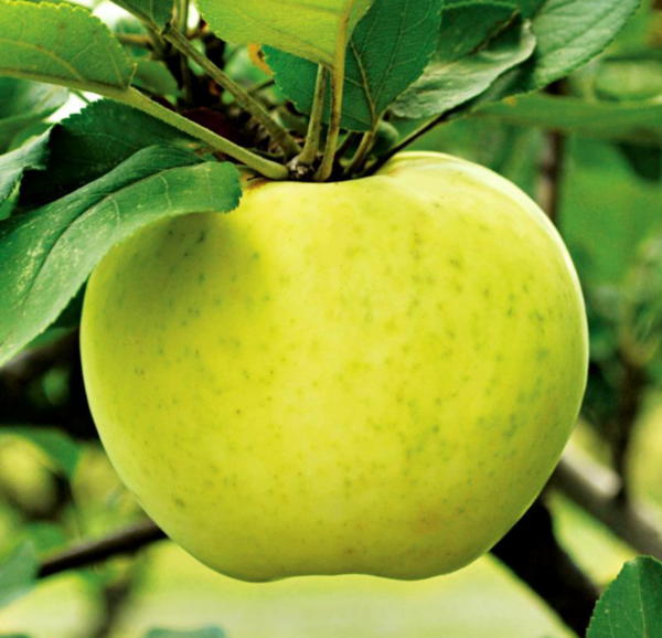 Ein Shemer Apple Tree