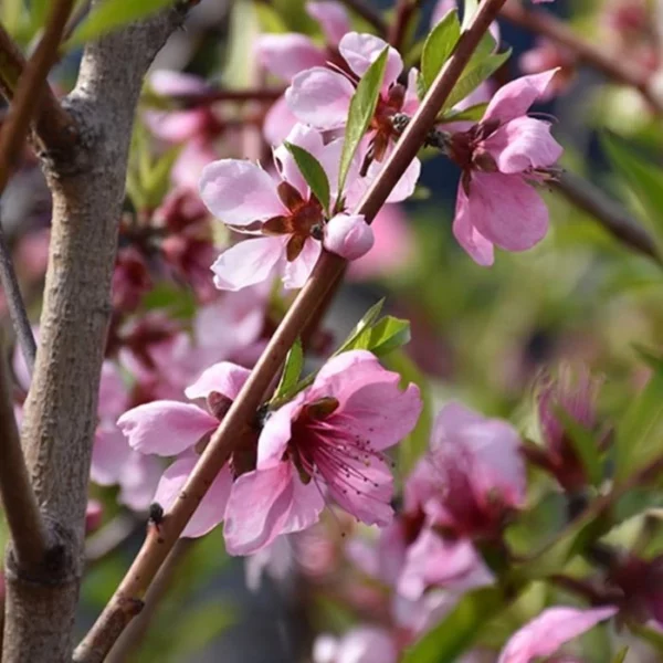 Elberta Peach Tree - Image 3