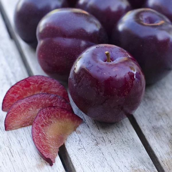 Santa Rosa Plum Tree - Image 4